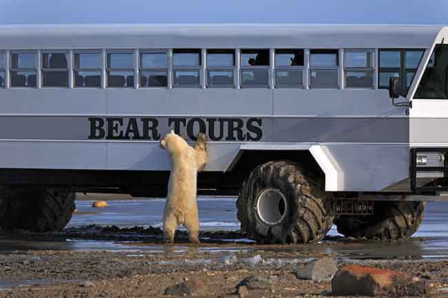 Charter Flights To Churchill